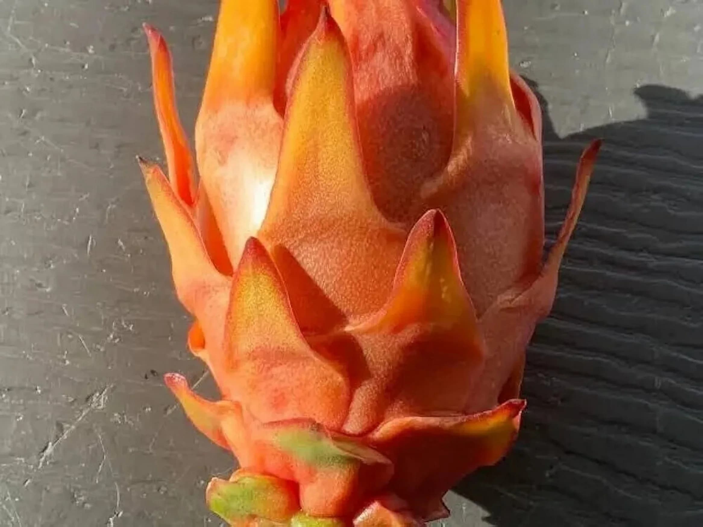 Fruta del cultivo de naranjo dragón Hylocereus megalanthus. Nano Naranja 10 semillas