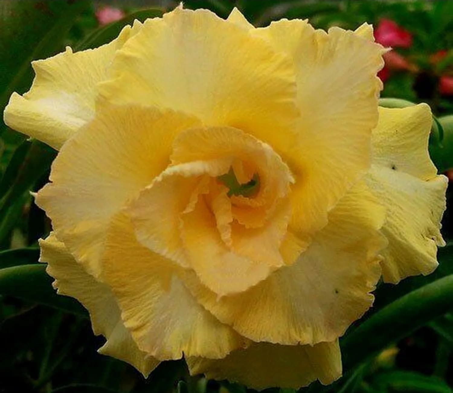 5 semillas frescas de Adenium obesum "happy Gold" Rosa del desierto