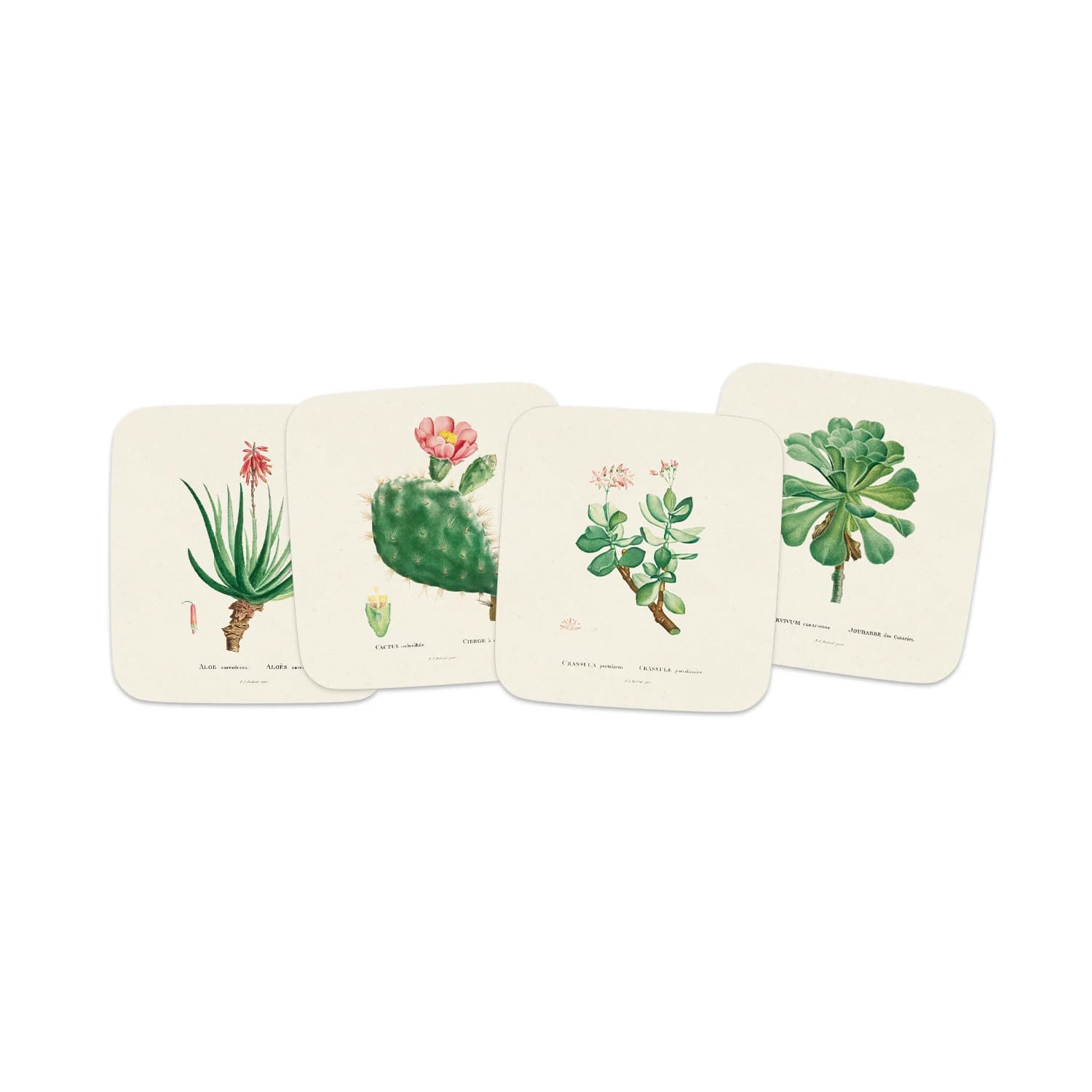Set 4 posavasos botanical cacti