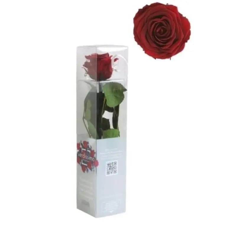 Rosa Preservada Ideal para Regalar en Ocasión Especial