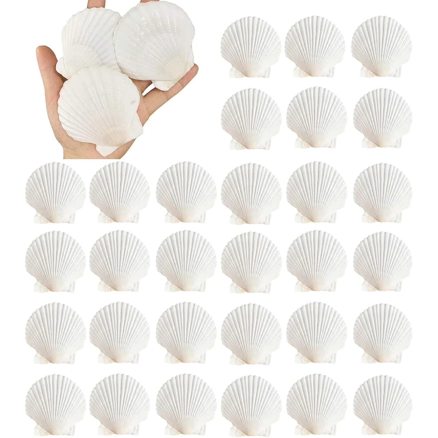 Conchas de vieira naturales de 2,3 ''-3'', conchas de mar blancas para hacer manualidades, pintura a mano, fiesta temática del océano y decoración