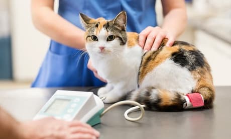 Curso online de auxiliar en centros veterinarios de 200 horas