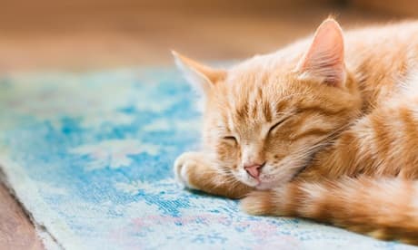 Procedimiento de esterilización para gata hembra