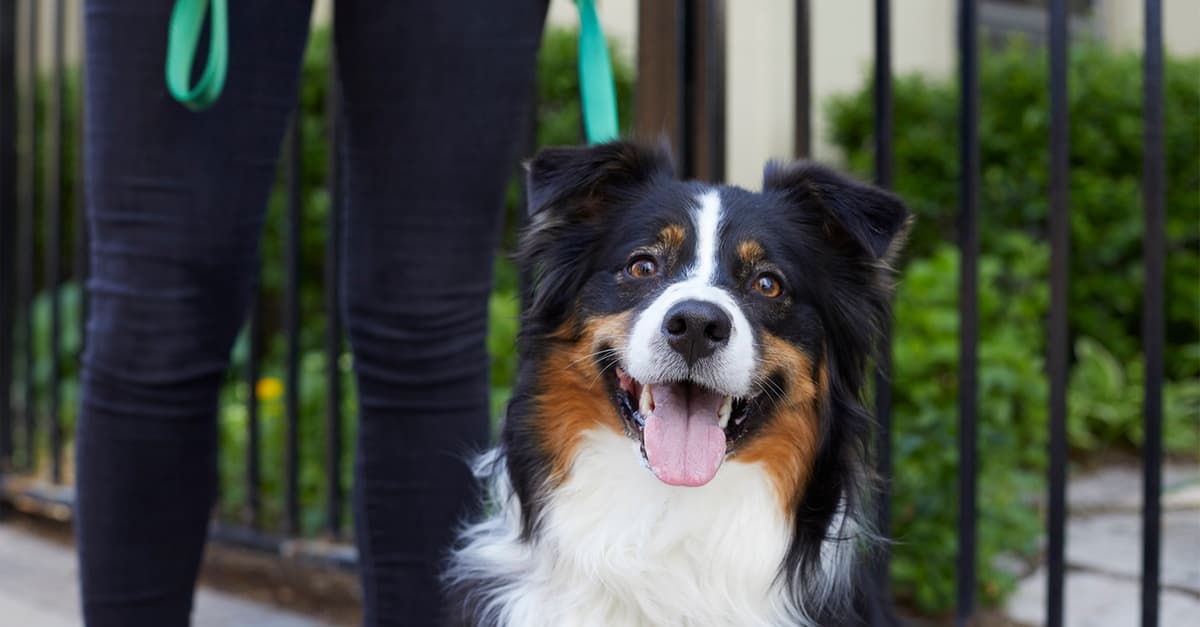 Curso online de Técnico en Peluquería Canina y Felina de 200 horas