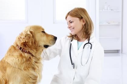 Revisión para perro y vacuna de la rabia y tetravalente