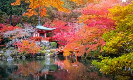 Set de 4 arces japoneses de distintas variedades y colores: Going Green