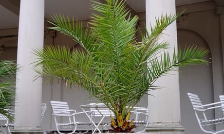 Palmera de Canarias Phoenix : 1 / 60