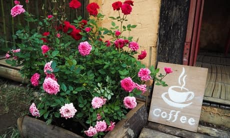 3 plantas de rosas en maceta: Rojo