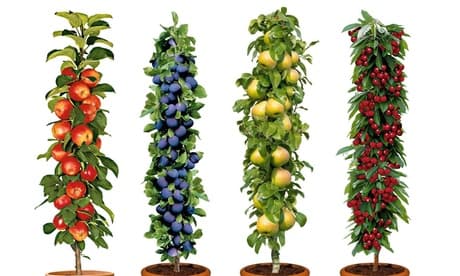 Juego de 4 u 8 árboles frutales: 4