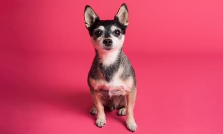 Perro de más de 6 kg: sesión de baño con ozono y corte de pelo