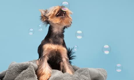Perros medianos de 6 a 15 kg: sesión de peluquería canina