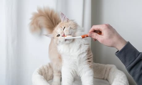 Curso online de cuidado esencial de gatos y gatitos