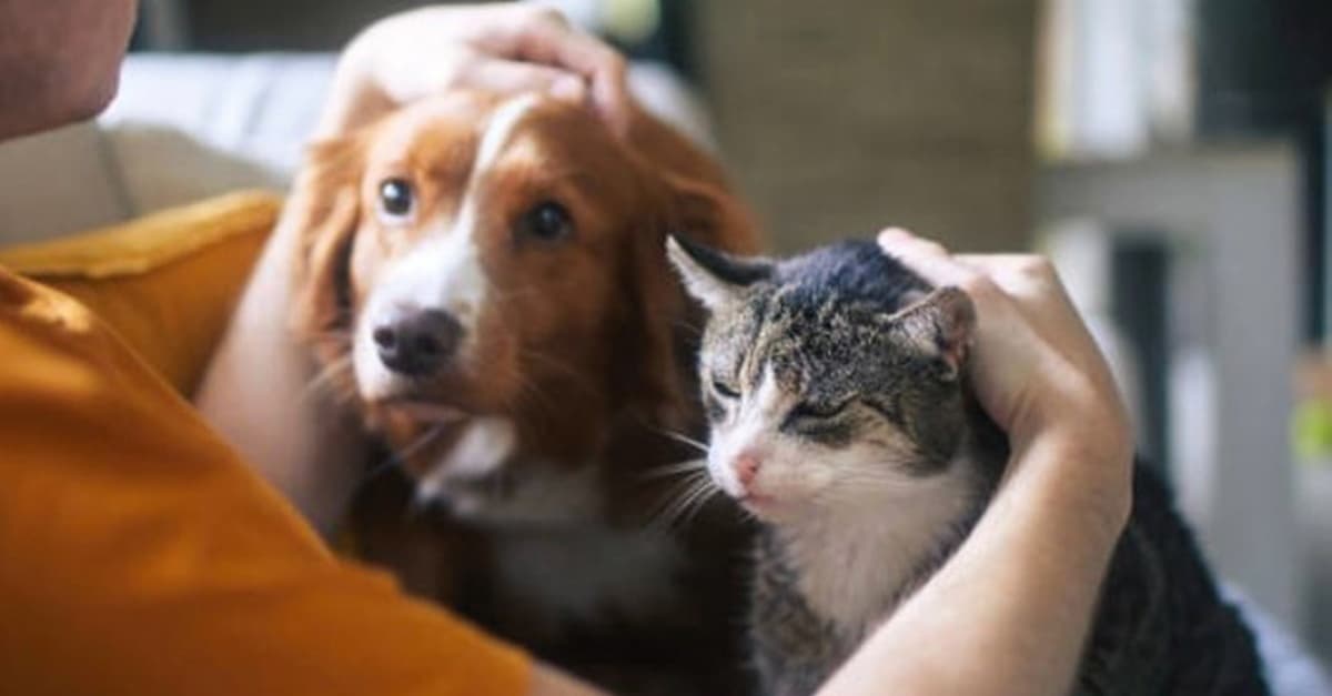 Veterinario