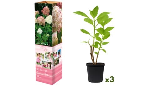 Plantas hortensias: Annabelle (flores blancas) / 6