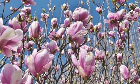 Set de plantas de Magnolia: Soulangeana / 6
