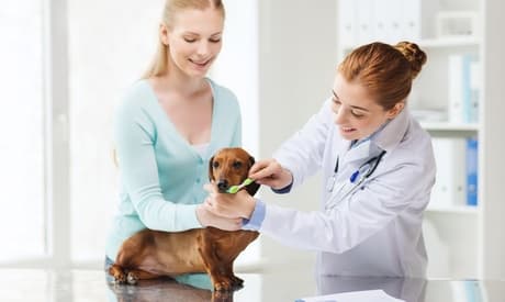 Higiene bucal para dos mascotas (perro o gato)