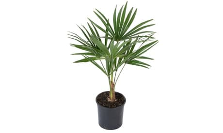 Planta de Trachycarpus Fortunei en maceta de Gardenzo: Grande / 2 uds.