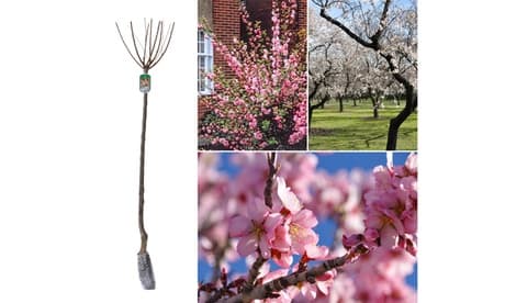 Almendro en flor: 1