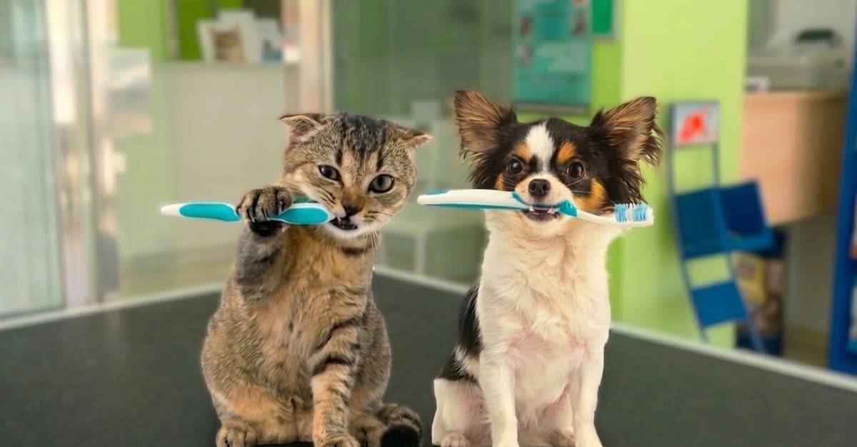 Higiene bucal para un perro o gato de hasta 30 kg, con diagnóstico