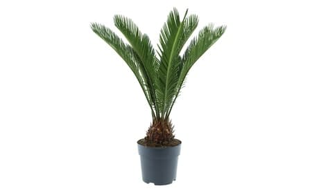 Cyca japonesa de tamaño normal o grande con maceta de Gardenzo: Tamaño grande / 2
