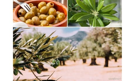 Plantas y árboles de olivo: 2 / 90 - 110 cm