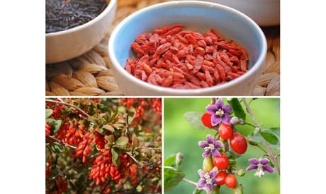 4 plantas de Goji