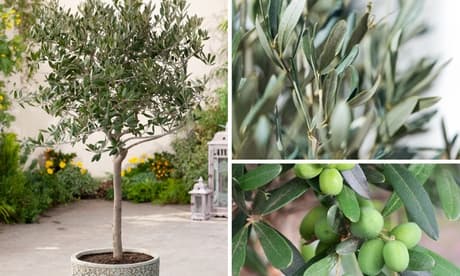 : 4 plantas de olivo