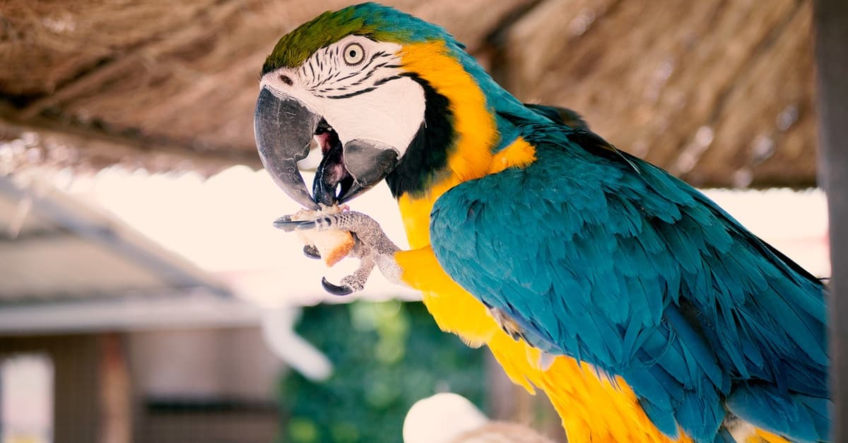 1 o 2 entradas de niño o adulto para el zoológico ""La era de las aves""