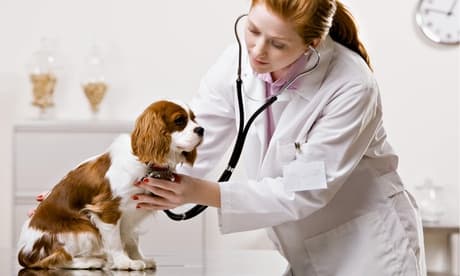 Esterilización para perras de menos de 15 kg