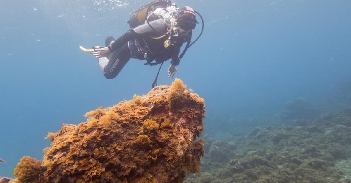 Medanodive