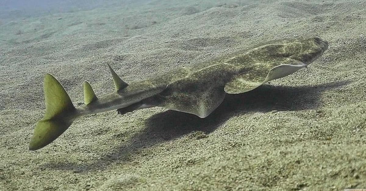 Medanodive
