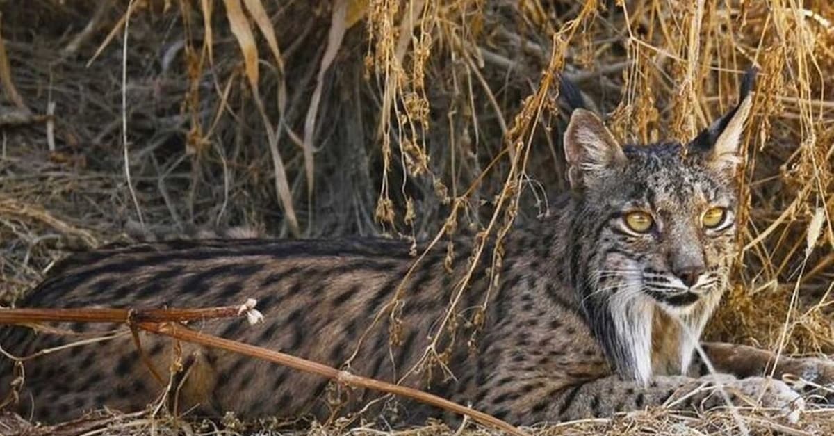 Asociación Wildlife Spain