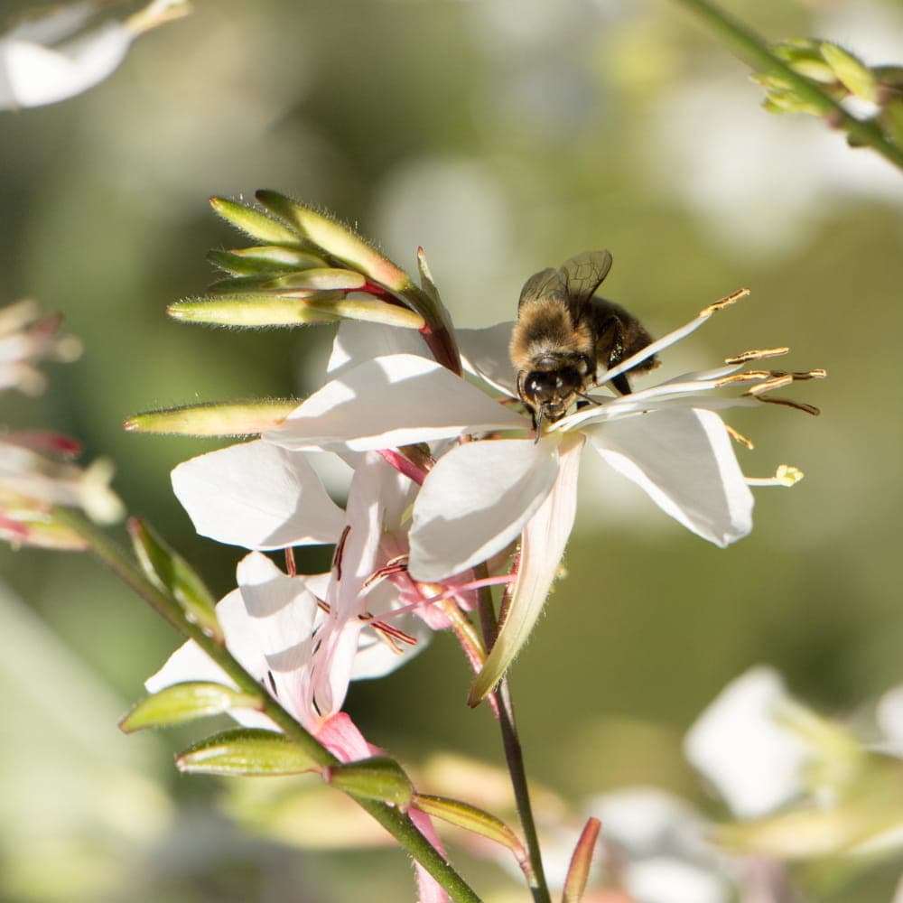 Semillas de flores blancas de Gaura para el jardín, grandes rendimientos.