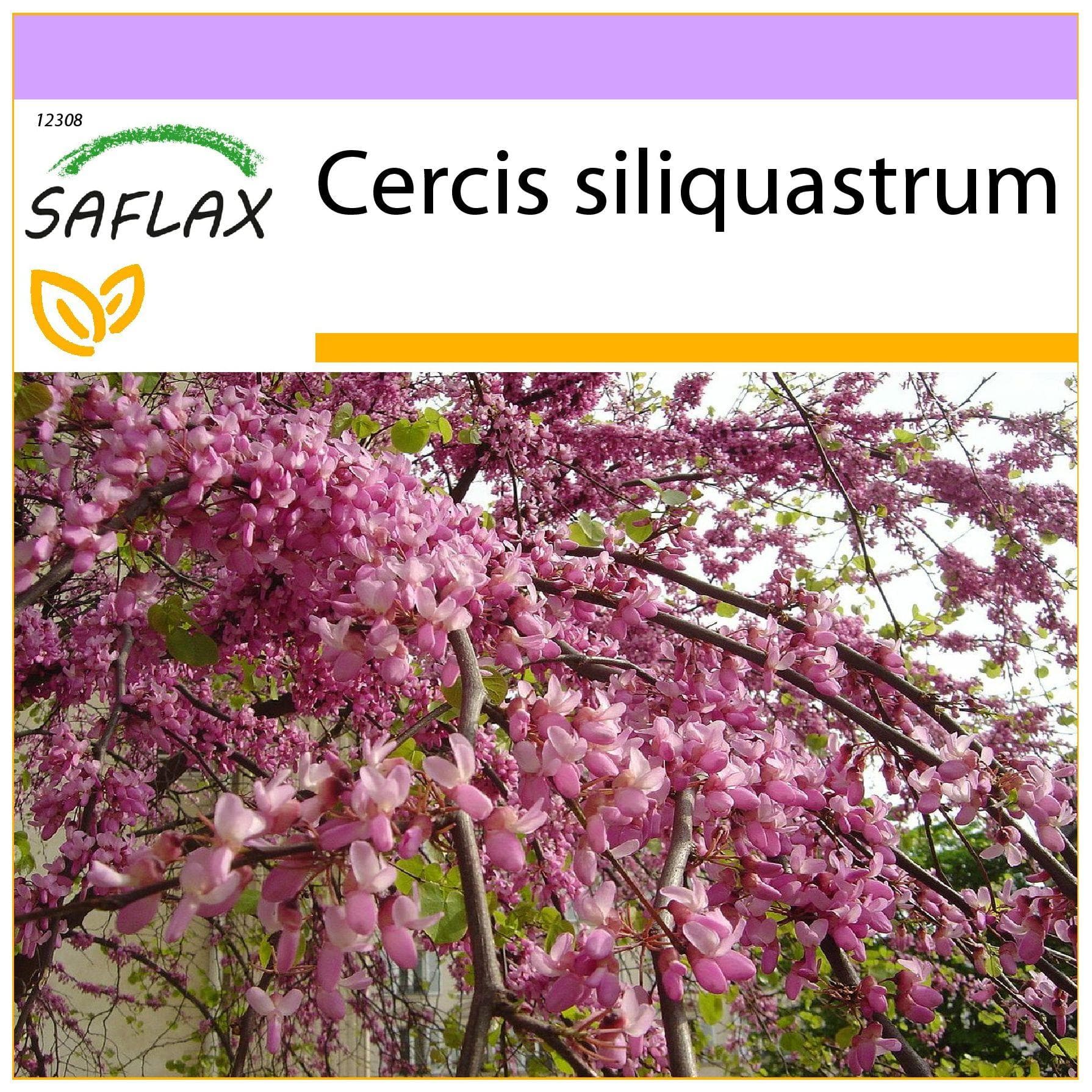 SAFLAX - Árbol de los amantes - 60 semillas - Cercis siliquastrum
