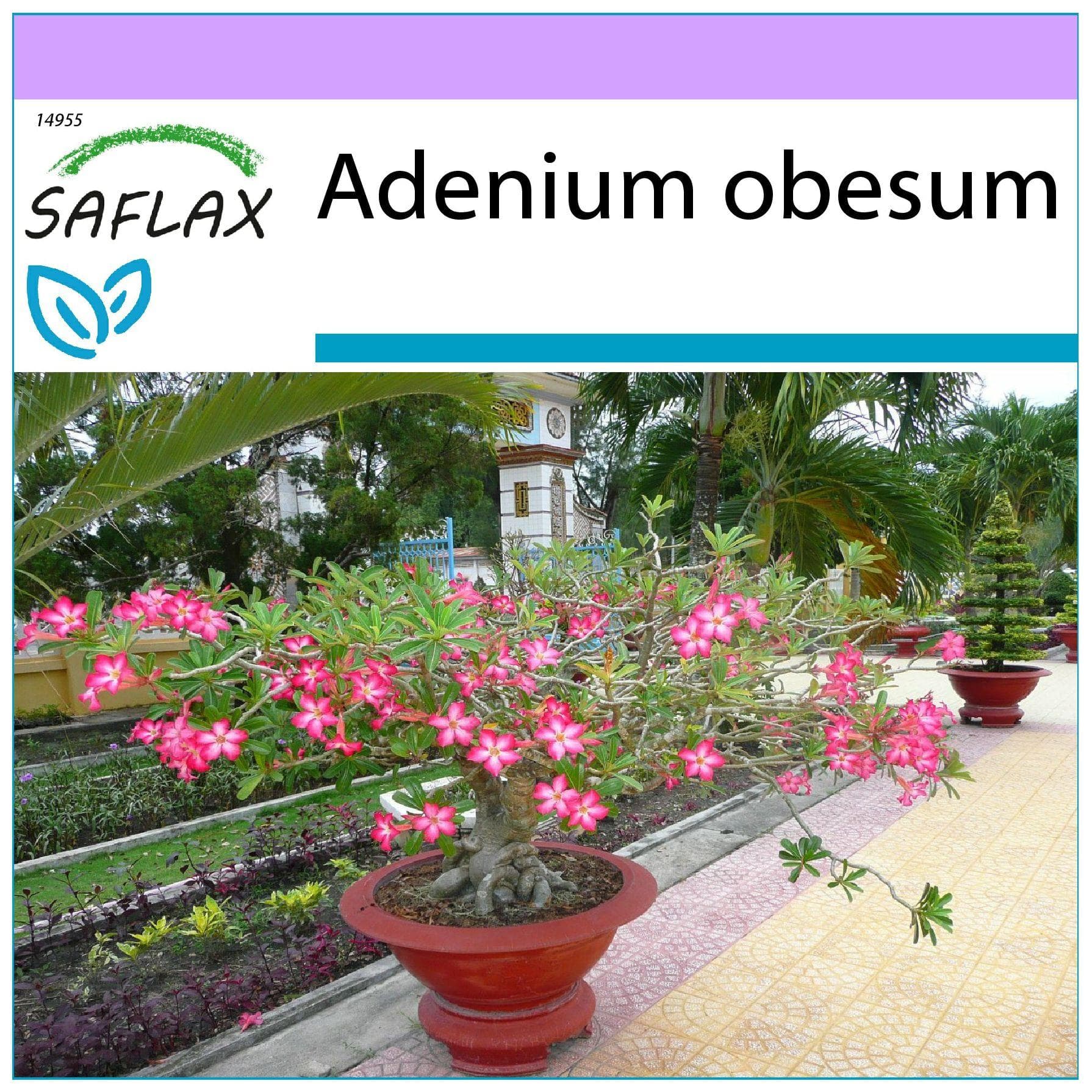 SAFLAX - Bonsái - Rosa del desierto - 8 semillas - Adenium obesum