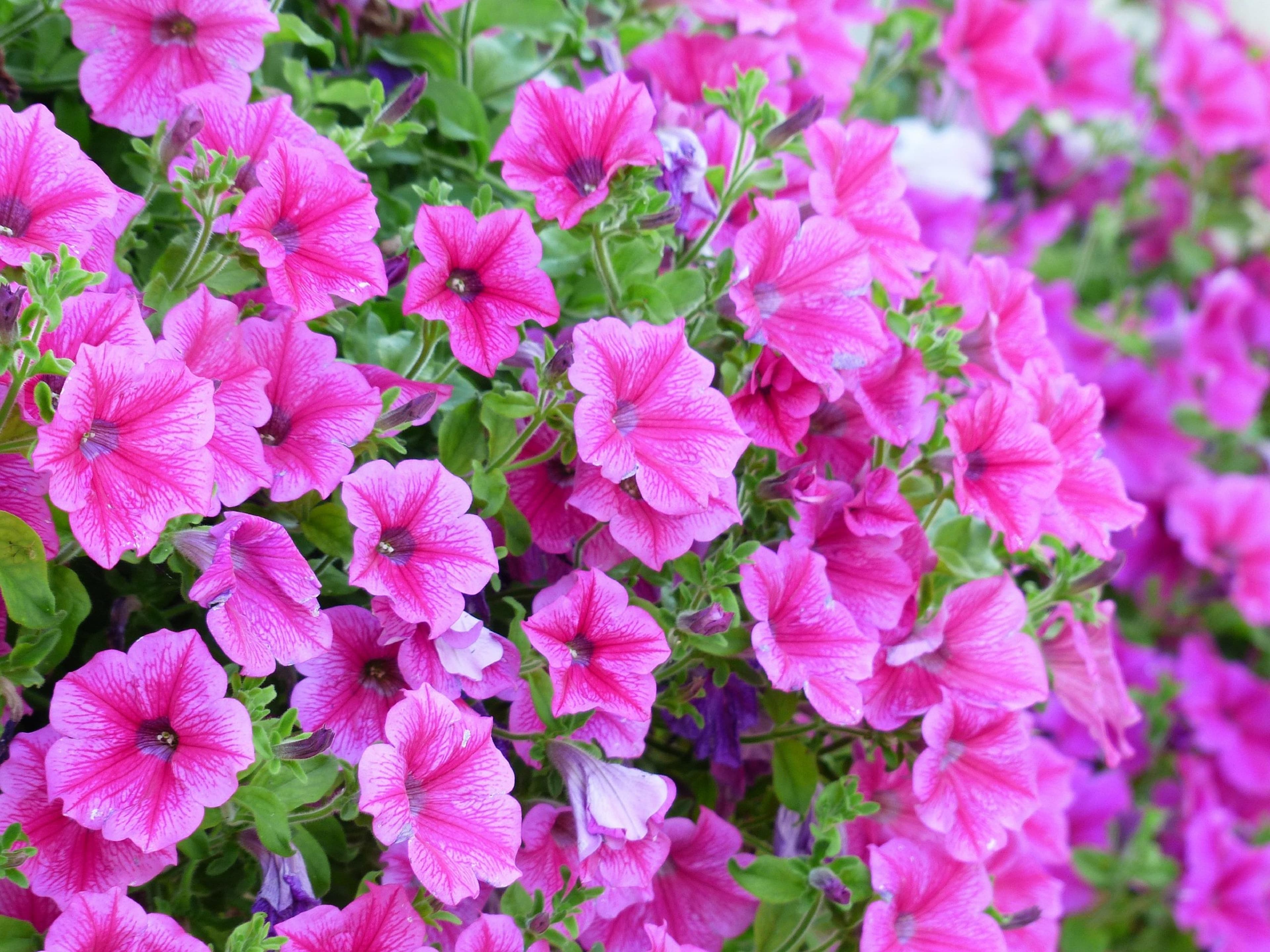 500 semillas de petunia enana rosa - flores de jardinería de balcón - semillas campesinas reproducibles - SemiWild