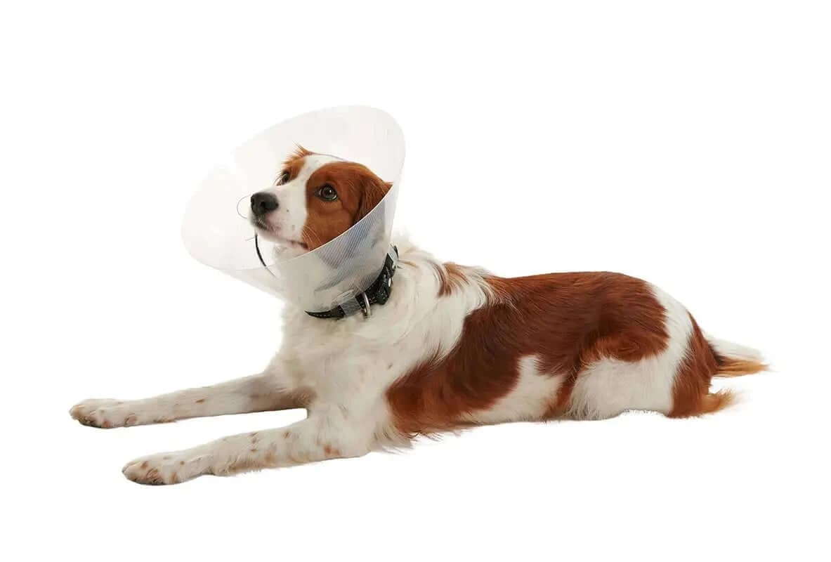 Collar Isabelino Buster Clic 20, 10Uds