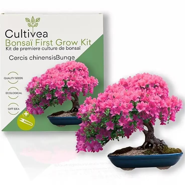 Kit de cultivo de bonsái para principiantes