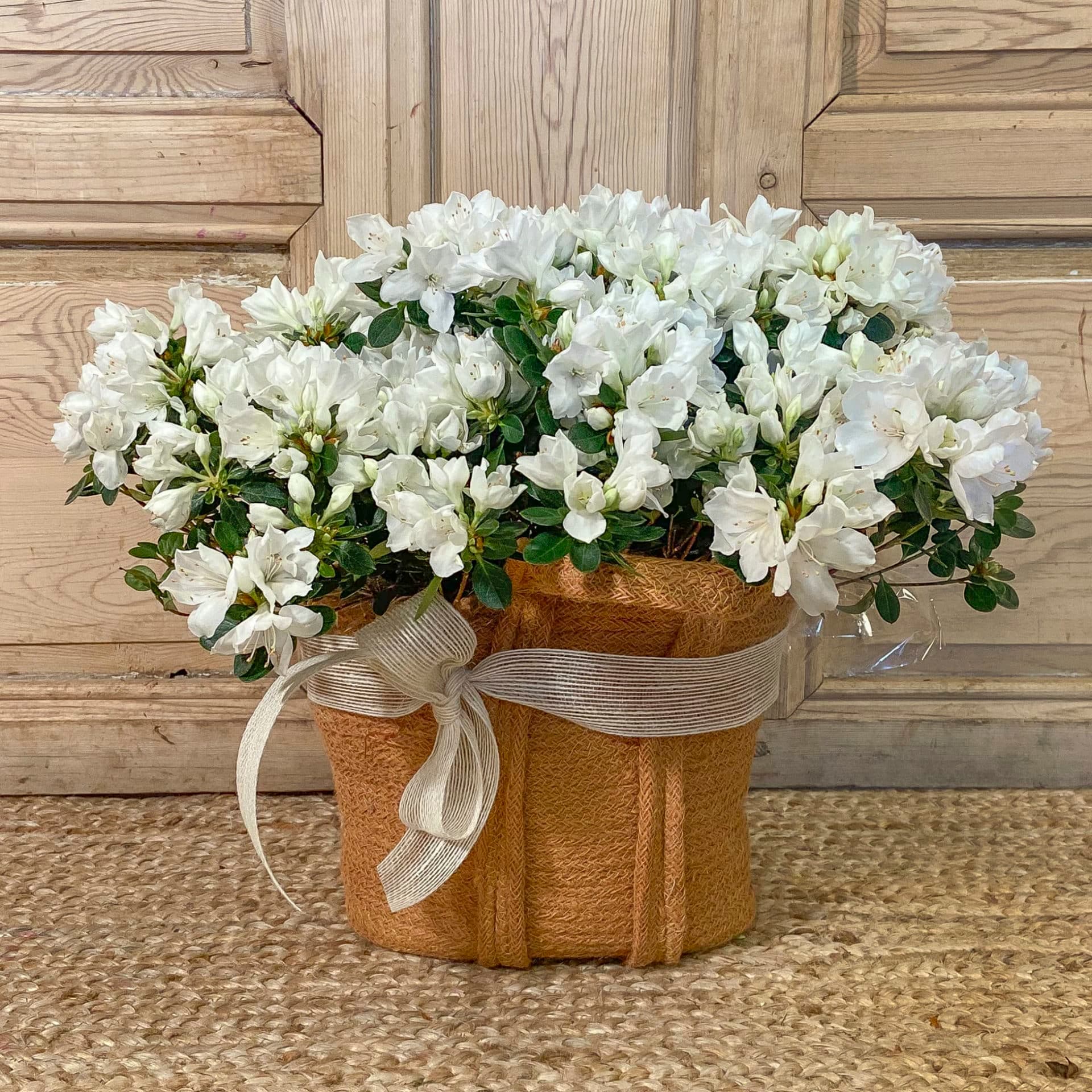 Toscana, capazo de Azaleas