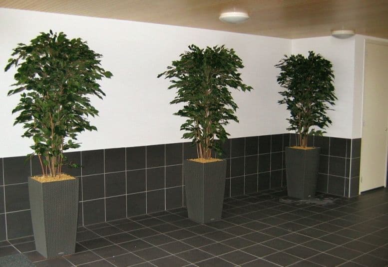 Ficus Exotica planta artificial deluxe 180cm - verde - FR - retardante del fuego