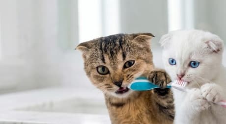 Limpieza bucal para gatos