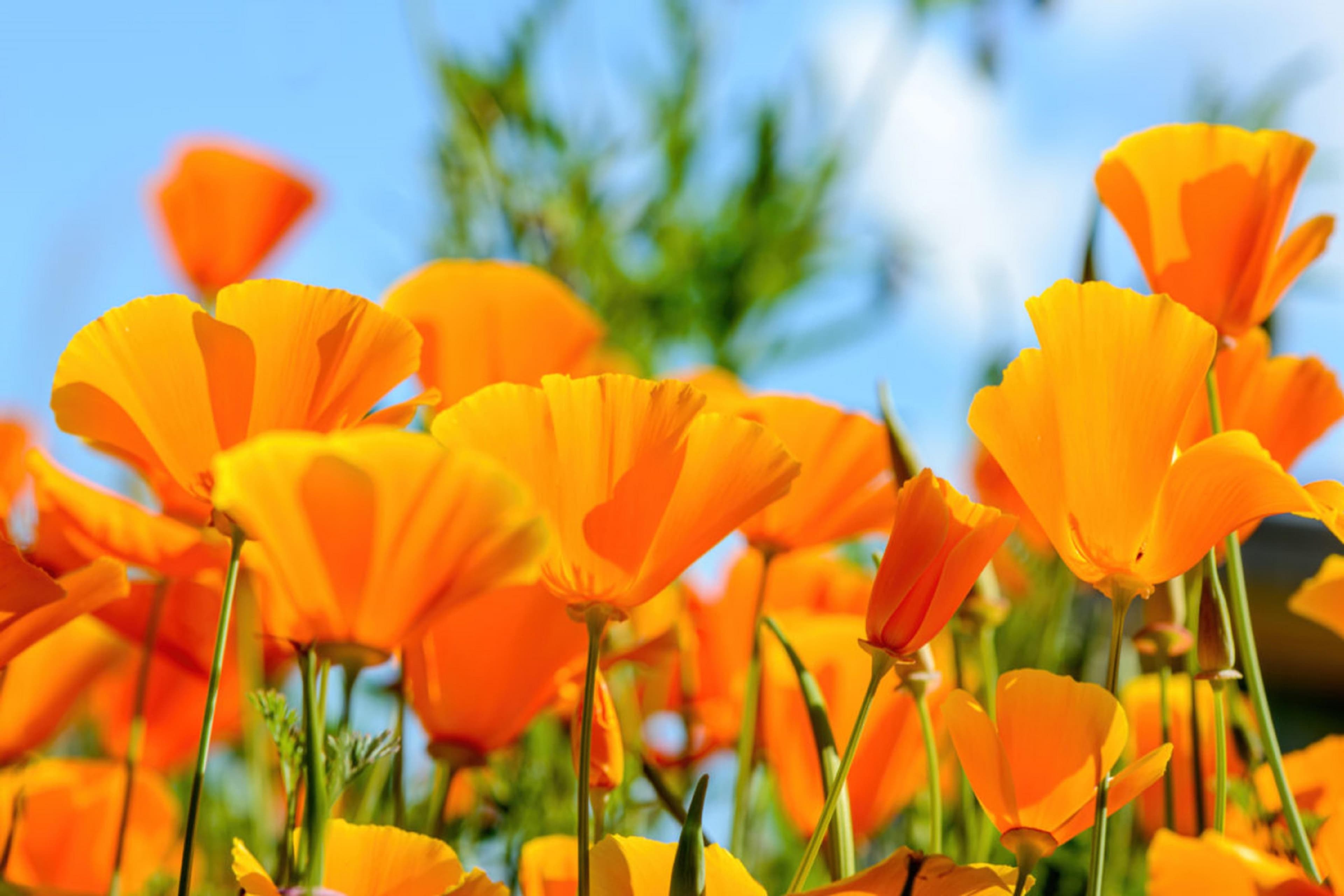 150 semillas de amapola de California - flores melíferas - semillas campesinas reproducibles - SemiWild
