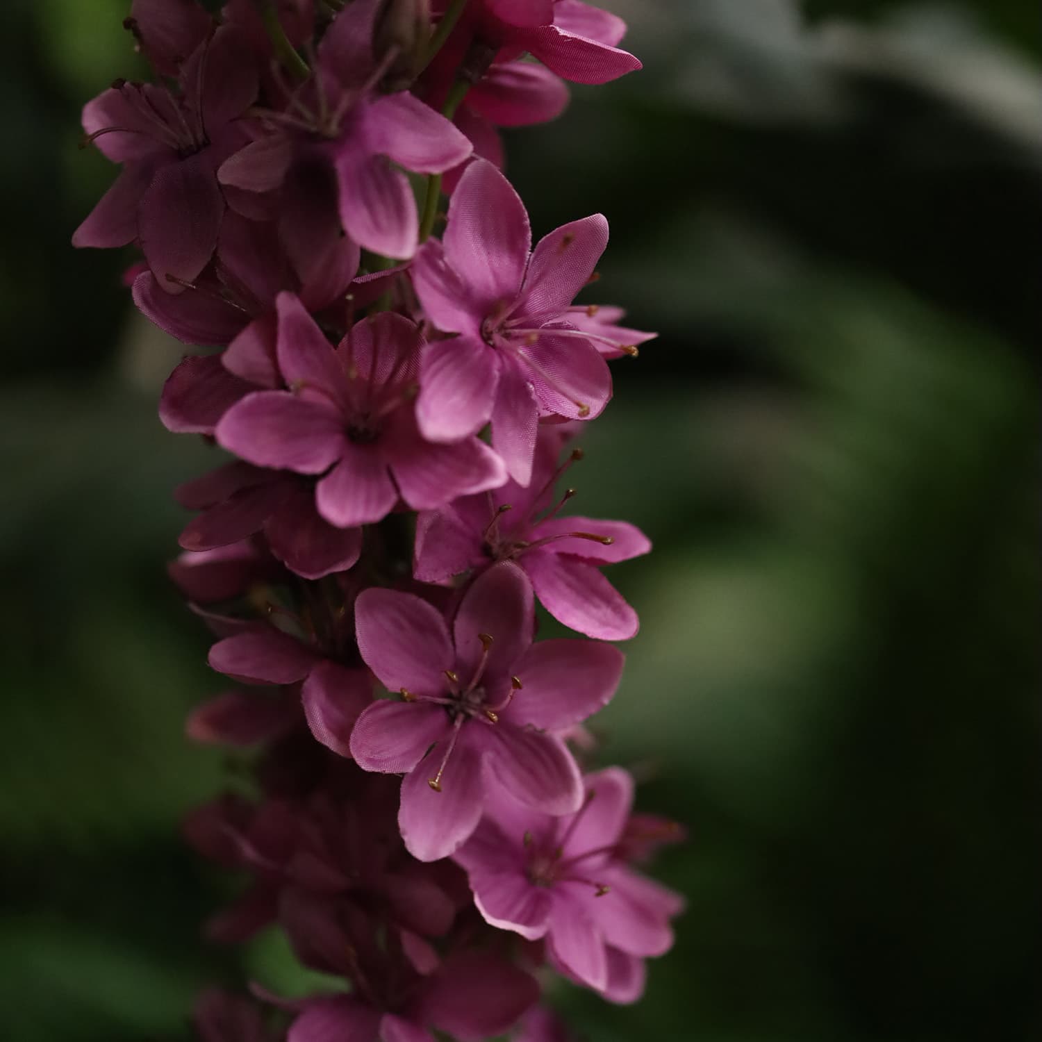 Rama de Eremurus 110cm Púrpura