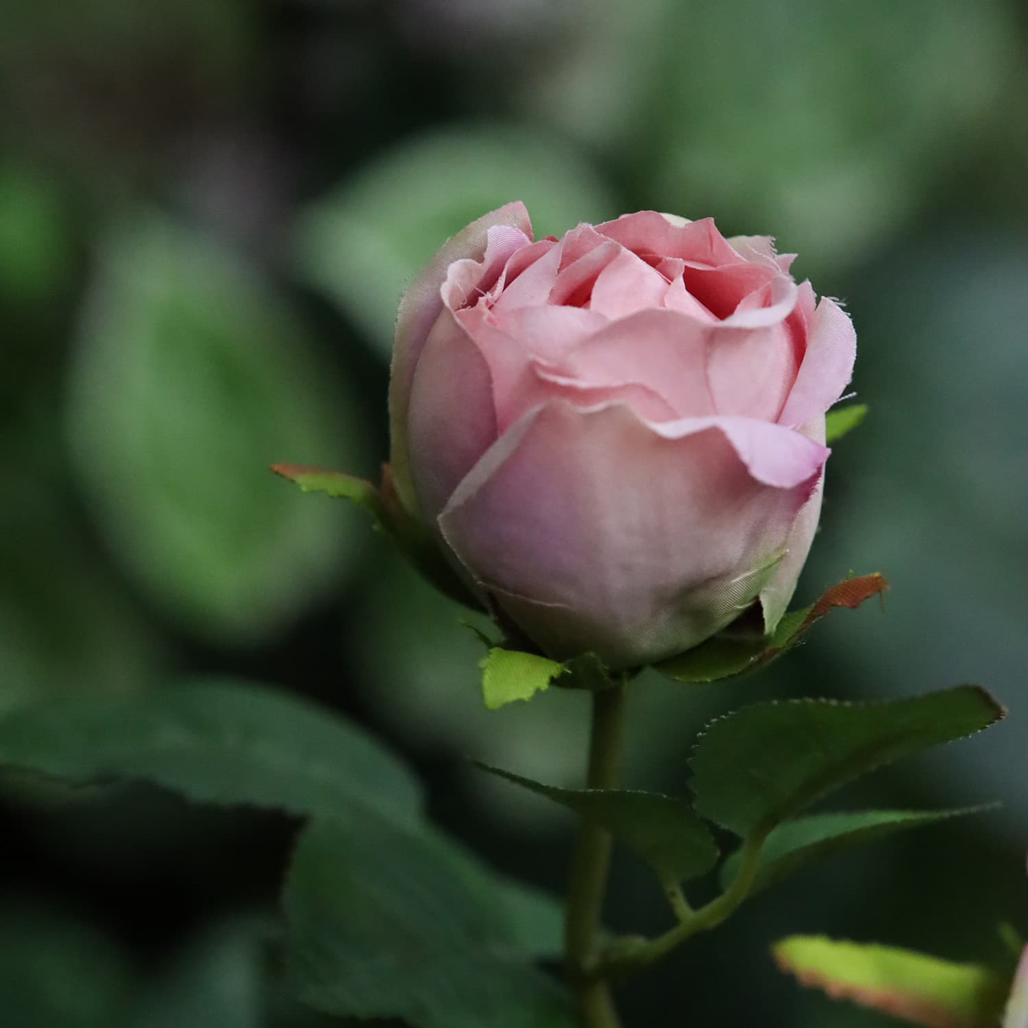 Rosa Inglesa 69cm Púrpura